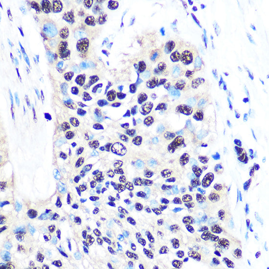 NONO/p54nrb Rabbit mAb