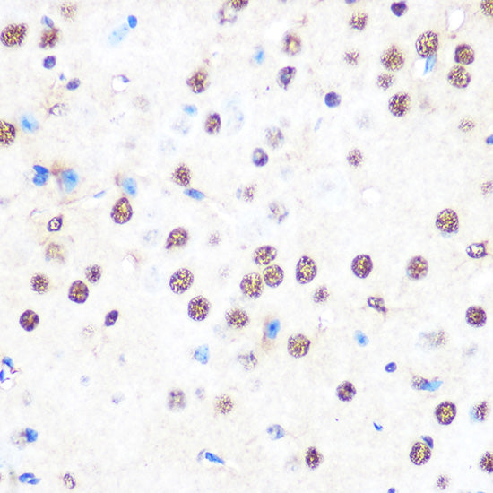 NONO/p54nrb Rabbit mAb