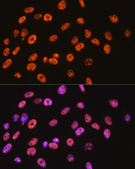 NONO/p54nrb Rabbit mAb