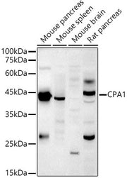CPA1 Rabbit pAb