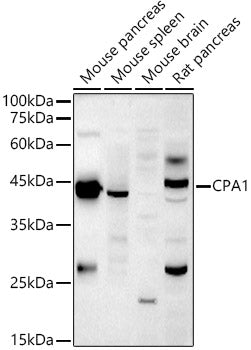 CPA1 Rabbit pAb