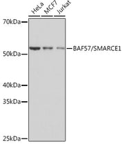 BAF57/SMARCE1 Rabbit mAb