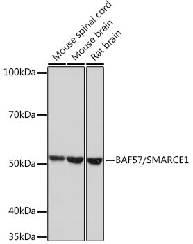 BAF57/SMARCE1 Rabbit mAb
