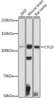 CYLD Rabbit pAb