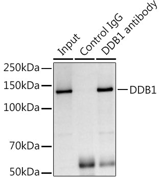 DDB1 Rabbit pAb