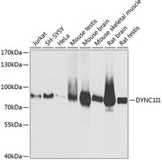 DYNC1I1 Rabbit pAb