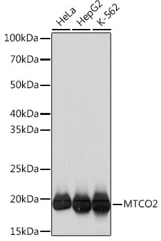 MTCO2 Rabbit mAb