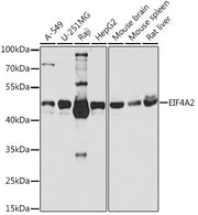 EIF4A2 Rabbit pAb
