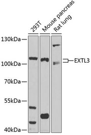 EXTL3 Rabbit pAb