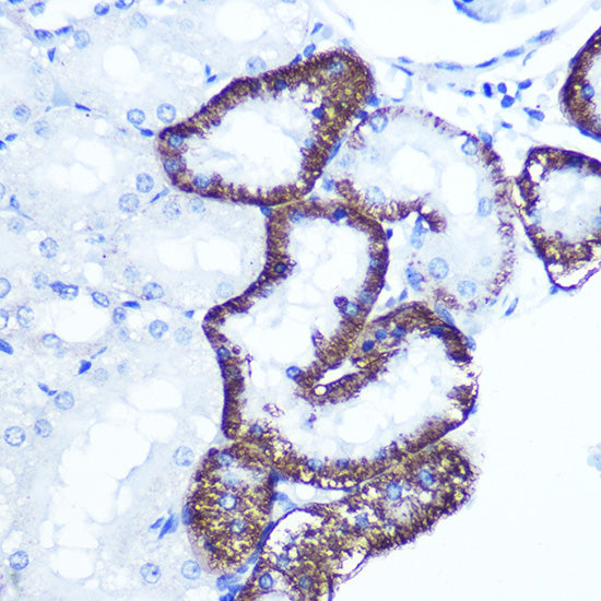 EXTL3 Rabbit pAb