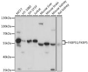 FKBP51/FKBP5 Rabbit pAb