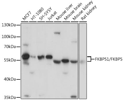 FKBP51/FKBP5 Rabbit pAb