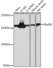 Rad50 Rabbit mAb