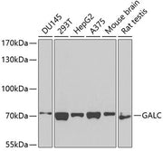 GALC Rabbit pAb