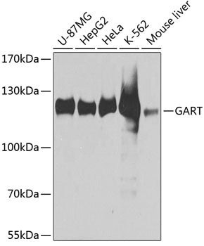 GART Rabbit pAb