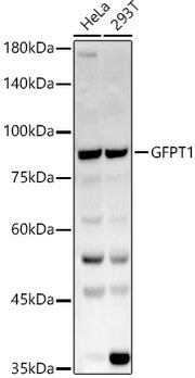 GFPT1 Rabbit pAb