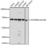KHDRBS1/Sam68 Rabbit mAb