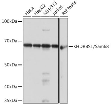 KHDRBS1/Sam68 Rabbit mAb