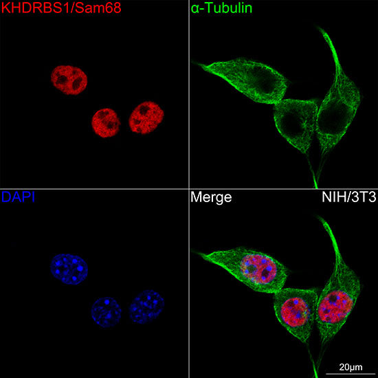 KHDRBS1/Sam68 Rabbit mAb