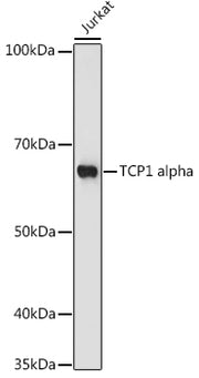 TCP1 alpha Rabbit mAb