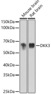DKK3 Rabbit mAb
