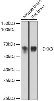 DKK3 Rabbit mAb