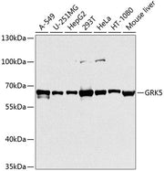 GRK5 Rabbit pAb