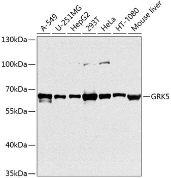 GRK5 Rabbit pAb