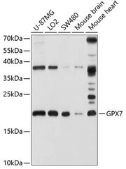 GPX7 Rabbit pAb