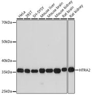 HTRA2 Rabbit mAb