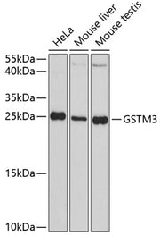 GSTM3 Rabbit pAb