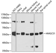 HMGCS1 Rabbit pAb