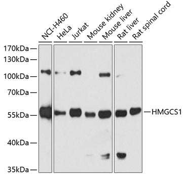 HMGCS1 Rabbit pAb