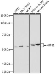 KRT81 Rabbit pAb