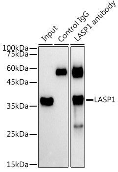 LASP1 Rabbit pAb