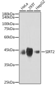 SIRT2 Rabbit mAb