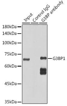 G3BP1 Rabbit mAb