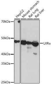 LXRα Rabbit mAb