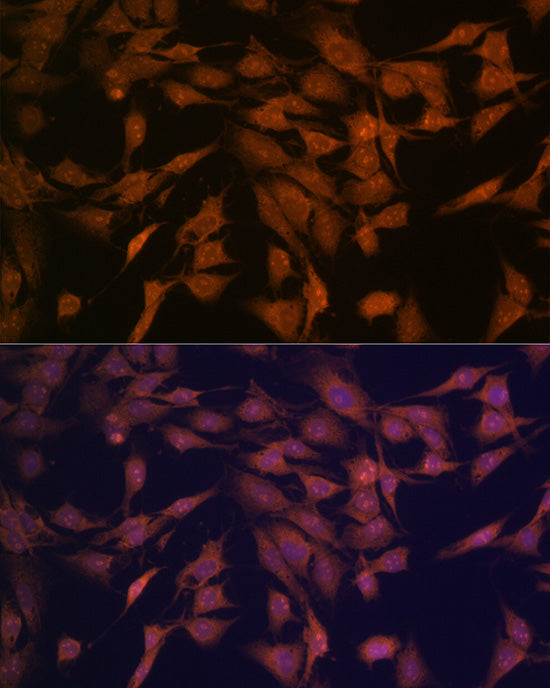 CENPC Rabbit mAb