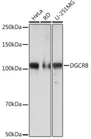 DGCR8 Rabbit mAb