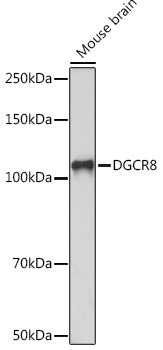 DGCR8 Rabbit mAb