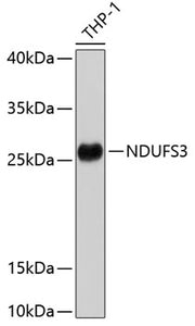 NDUFS3 Rabbit pAb