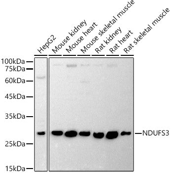 NDUFS3 Rabbit pAb