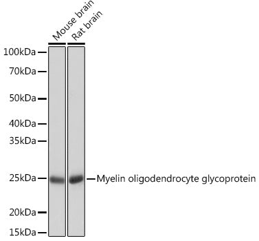 Myelin oligodendrocyte glycoprotein Rabbit mAb