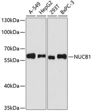 [KO Validated] NUCB1 Rabbit pAb