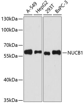 [KO Validated] NUCB1 Rabbit pAb