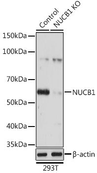 [KO Validated] NUCB1 Rabbit pAb