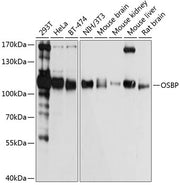 OSBP Rabbit pAb