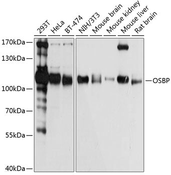 OSBP Rabbit pAb