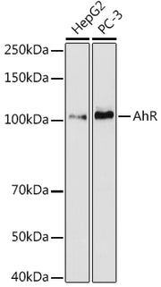 AHR Rabbit mAb